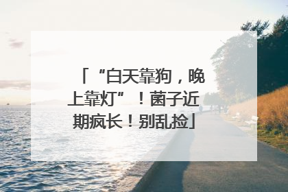“白天靠狗，晚上靠灯”！菌子近期疯长！别乱捡