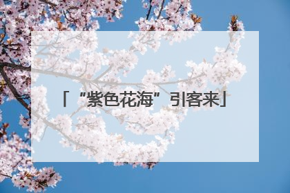 “紫色花海”引客来