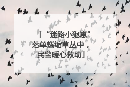 “迷路小狍崽”落单蜷缩草丛中，民警暖心救助