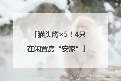 猫头鹰×5！4只在闲置房“安家”