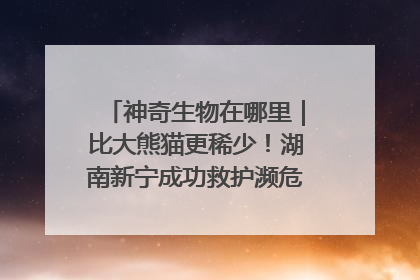 神奇生物在哪里｜比大熊猫更稀少！湖南新宁成功救护濒危鸟类海南鳽