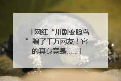 网红“川剧变脸鸟”骗了千万网友！它的真身竟是……