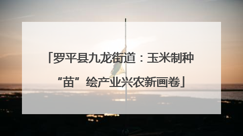 罗平县九龙街道：玉米制种“苗”绘产业兴农新画卷