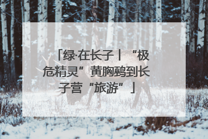 绿·在长子丨“极危精灵”黄胸鹀到长子营“旅游”