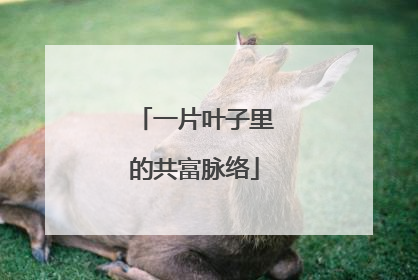 一片叶子里的共富脉络