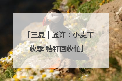 三夏｜通许：小麦丰收季 秸秆回收忙