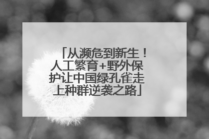 从濒危到新生！人工繁育+野外保护让中国绿孔雀走上种群逆袭之路