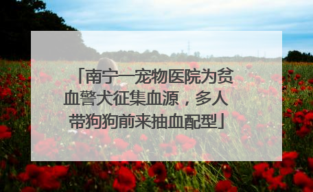 南宁一宠物医院为贫血警犬征集血源，多人带狗狗前来抽血配型