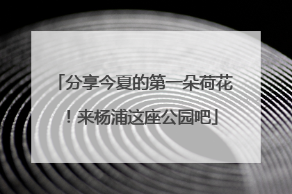 分享今夏的第一朵荷花！来杨浦这座公园吧