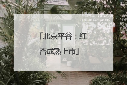 北京平谷：红杏成熟上市