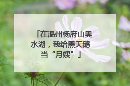 在温州杨府山奥水湖，我给黑天鹅当“月嫂”