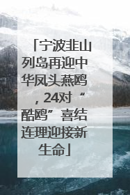 宁波韭山列岛再迎中华凤头燕鸥，24对“酷鸥”喜结连理迎接新生命