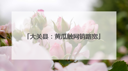 大关县：黄瓜触网销路宽