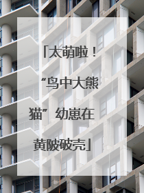 太萌啦！“鸟中大熊猫”幼崽在黄陂破壳