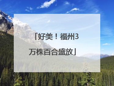 好美！福州3万株百合盛放