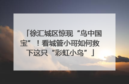 徐汇城区惊现“鸟中国宝”！看城管小哥如何救下这只“彩虹小鸟”
