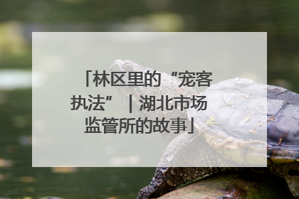 林区里的“宠客执法”｜湖北市场监管所的故事