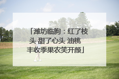 潍坊临朐：红了枝头 甜了心头 油桃丰收季果农笑开颜