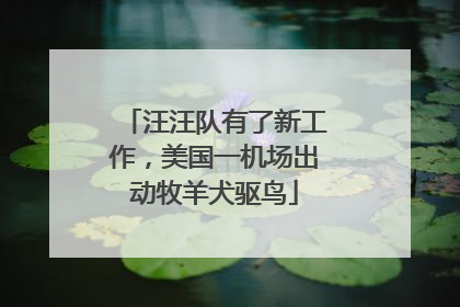 汪汪队有了新工作，美国一机场出动牧羊犬驱鸟
