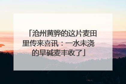 沧州黄骅的这片麦田里传来喜讯：一水未浇的旱碱麦丰收了