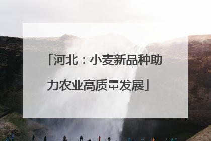 河北：小麦新品种助力农业高质量发展