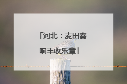 河北：麦田奏响丰收乐章