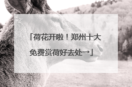 荷花开啦！郑州十大免费赏荷好去处→
