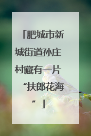 肥城市新城街道孙庄村藏有一片“扶郎花海”