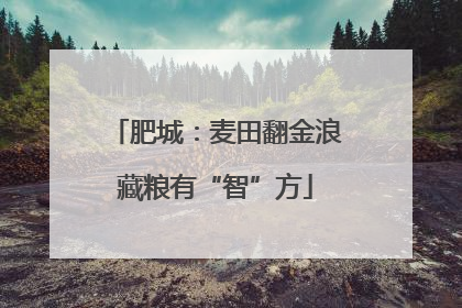 肥城：麦田翻金浪藏粮有“智”方