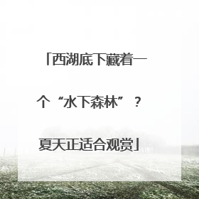 西湖底下藏着一个“水下森林”？夏天正适合观赏