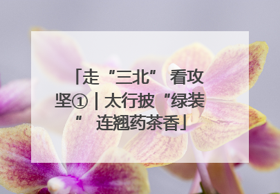 走“三北” 看攻坚①｜太行披“绿装” 连翘药茶香