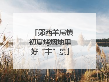 郧西羊尾镇初夏烤烟地里好“丰”景