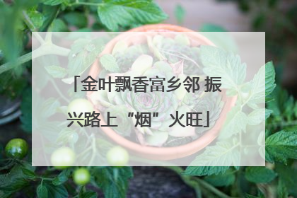 金叶飘香富乡邻 振兴路上“烟”火旺