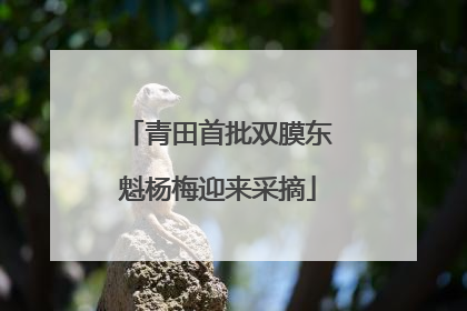 青田首批双膜东魁杨梅迎来采摘