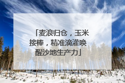 麦浪归仓，玉米接棒，精准滴灌唤醒沙地生产力