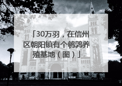 30万羽，在信州区朝阳镇有个鹌鹑养殖基地（图）