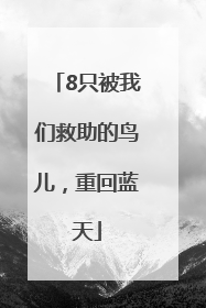 8只被我们救助的鸟儿，重回蓝天